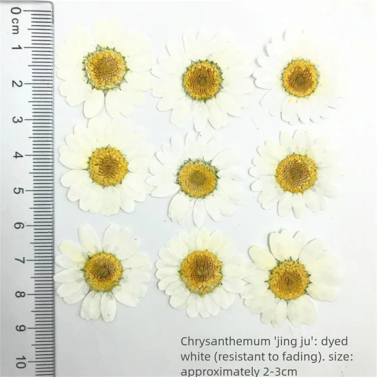 Dried Flower Bookmark - 100 قطعة من بتلات زهور الأقحوان